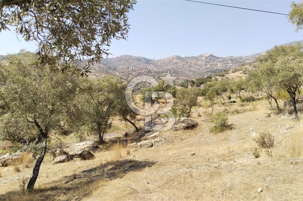 Asfalt yola 50 mt.cephesi olan zeytinlik