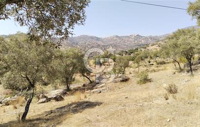 Asfalt yola 50 mt.cephesi olan zeytinlik