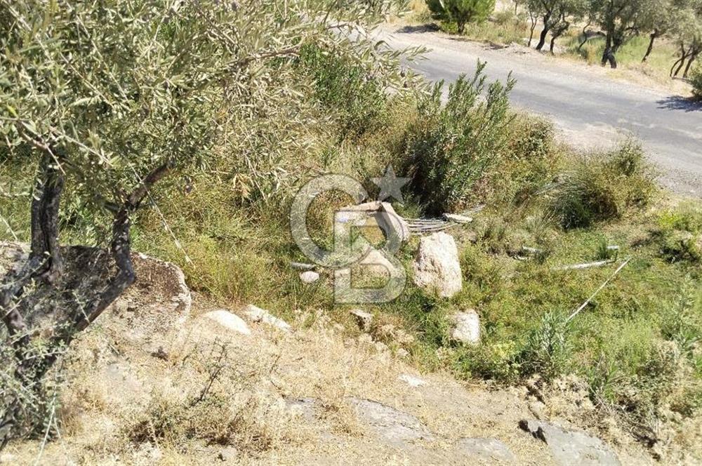 Asfalt yola 50 mt.cephesi olan zeytinlik