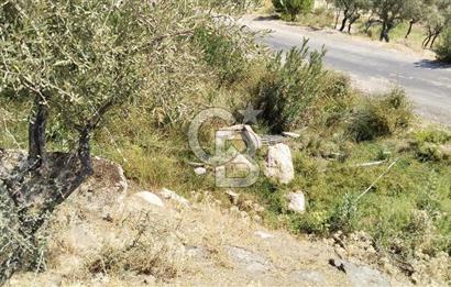 Asfalt yola 50 mt.cephesi olan zeytinlik