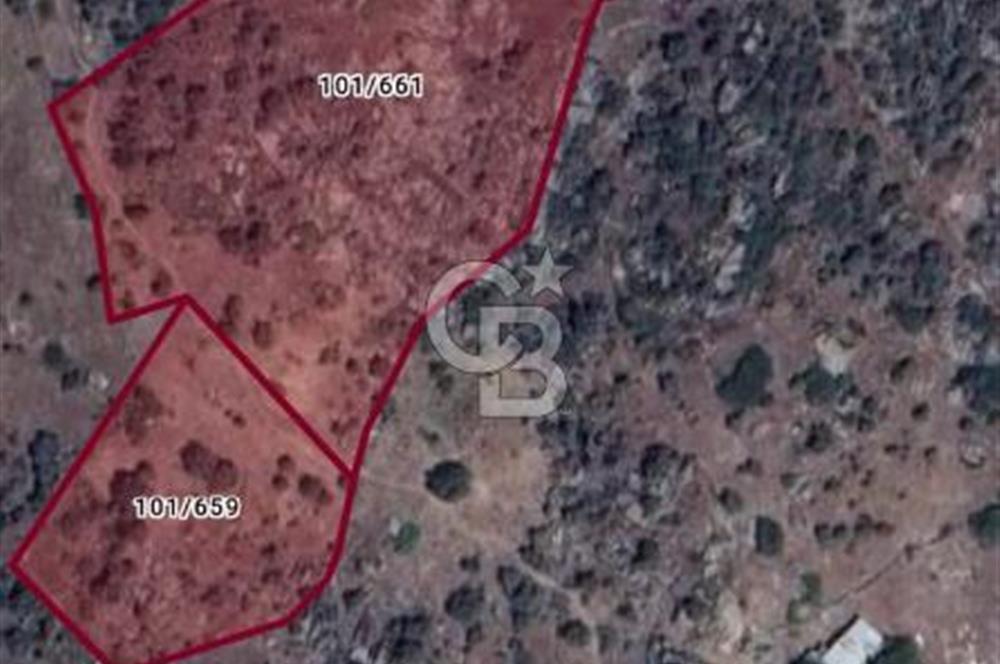 Köye yakın Zeytinlik.