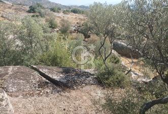 Köye yakın Zeytinlik. - 4 - 315999