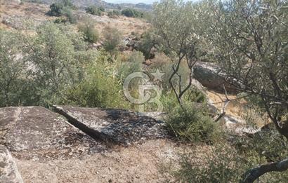 Köye yakın Zeytinlik.