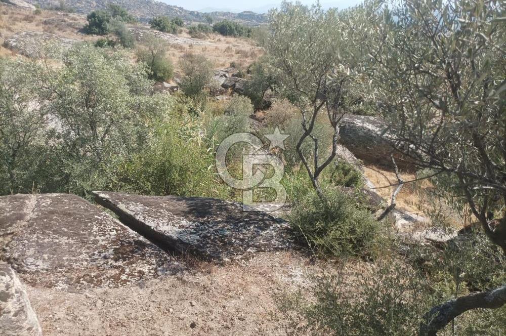 Köye yakın Zeytinlik.