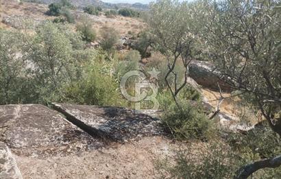 Köye yakın Zeytinlik.