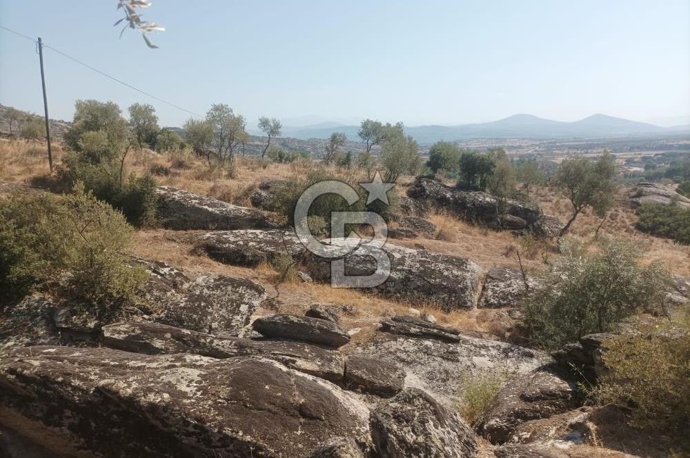 Köye yakın Zeytinlik.