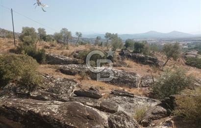 Köye yakın Zeytinlik.