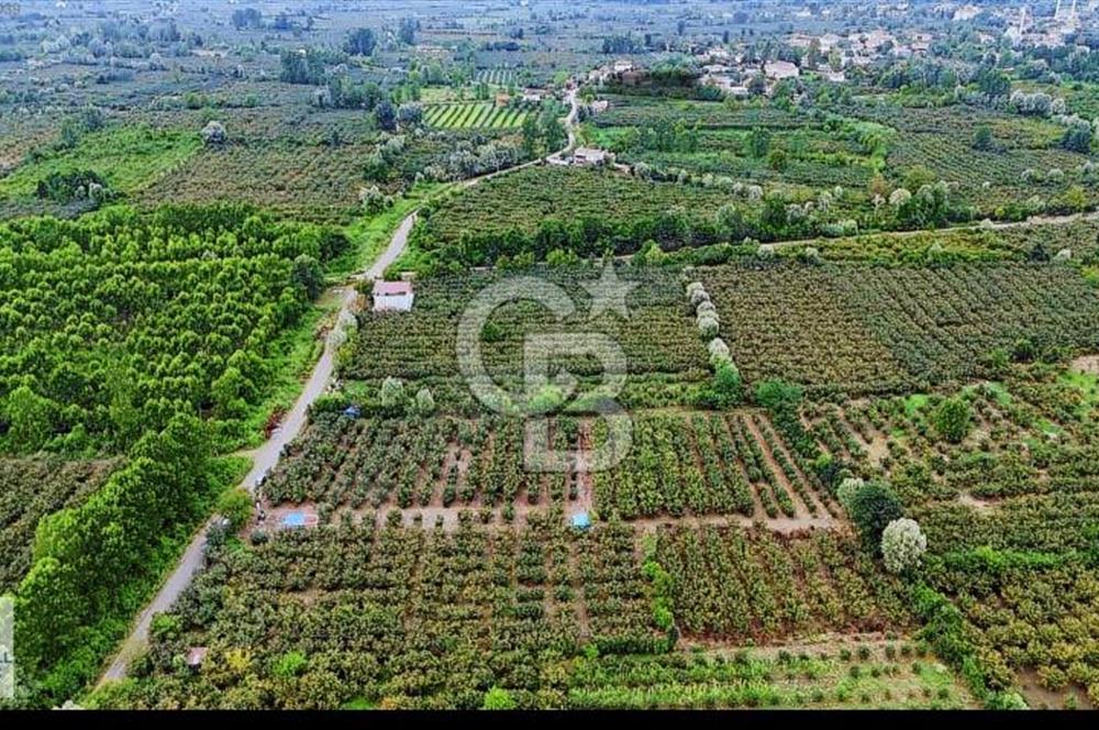 SATILIK FINDIK BAHÇESİ