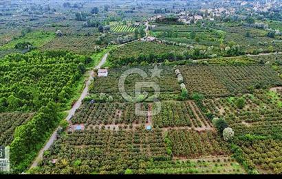 SATILIK FINDIK BAHÇESİ