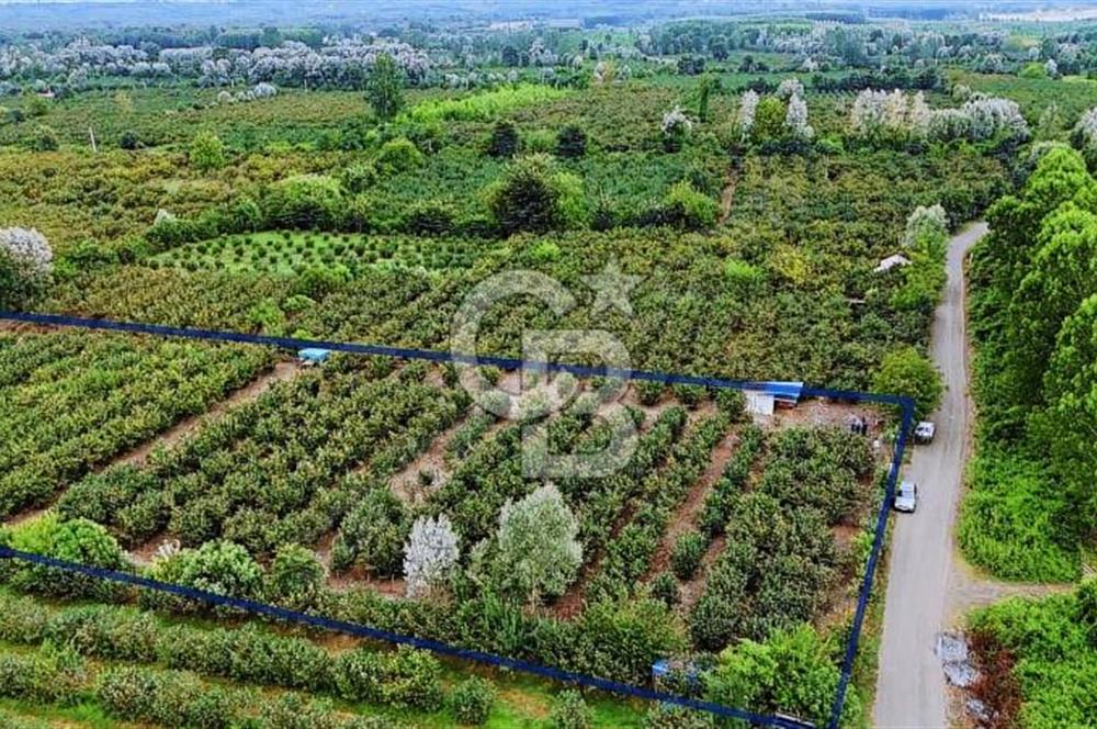 SATILIK FINDIK BAHÇESİ