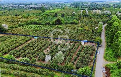 SATILIK FINDIK BAHÇESİ