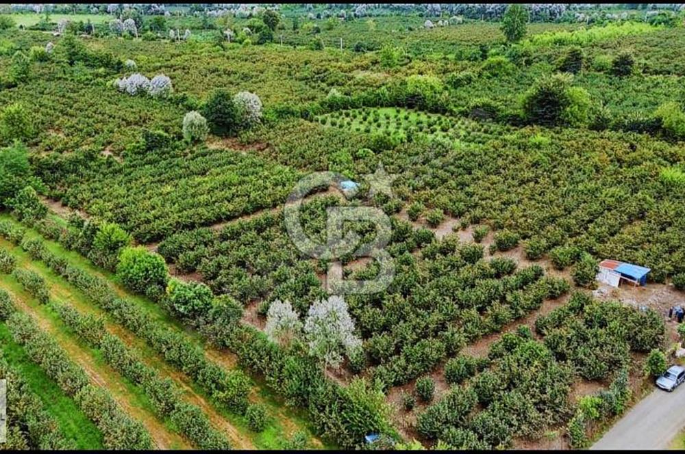 SATILIK FINDIK BAHÇESİ