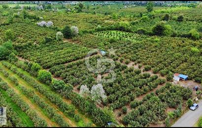 SATILIK FINDIK BAHÇESİ