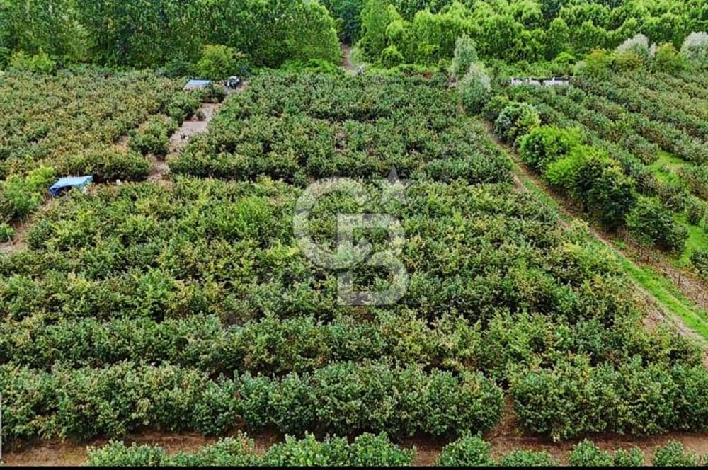 SATILIK FINDIK BAHÇESİ