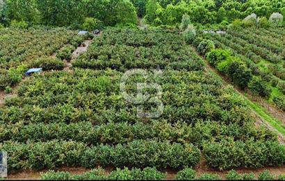 SATILIK FINDIK BAHÇESİ