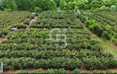 SATILIK FINDIK BAHÇESİ