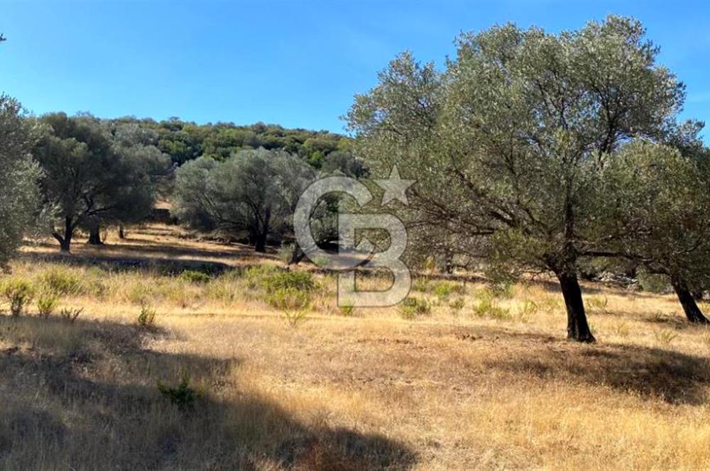 Karaburun Mordoğan Satılık Zeytinli Tarla