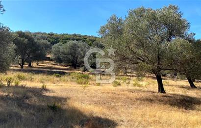 Karaburun Mordoğan Satılık Zeytinli Tarla
