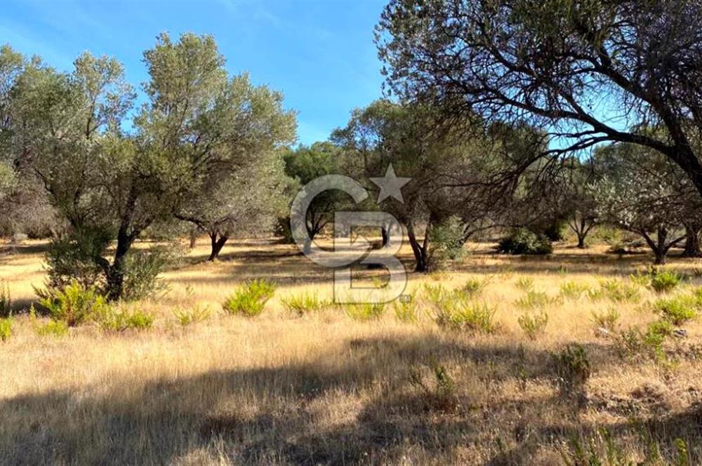 Karaburun Mordoğan Satılık Zeytinli Tarla