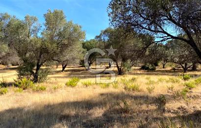 Karaburun Mordoğan Satılık Zeytinli Tarla