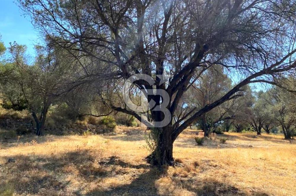 Karaburun Mordoğan Satılık Zeytinli Tarla