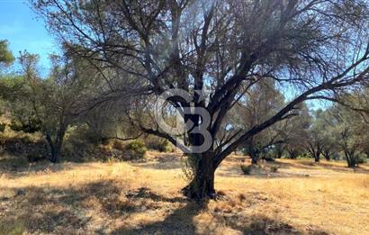 Karaburun Mordoğan Satılık Zeytinli Tarla