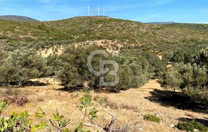 Karaburun Mordoğan Satılık Zeytinli Tarla