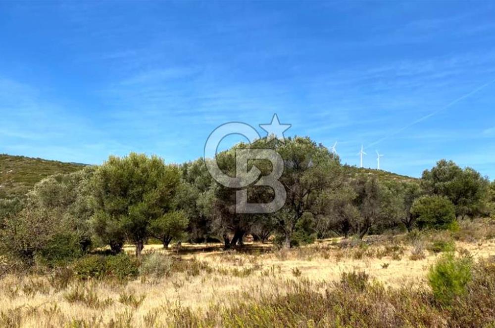 Karaburun Mordoğan Satılık Zeytinli Tarla