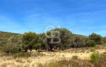 Karaburun Mordoğan Satılık Zeytinli Tarla