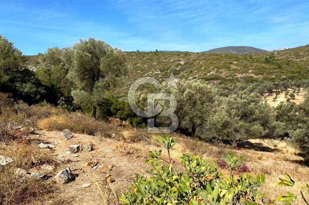 Karaburun Mordoğan Satılık Zeytinli Tarla