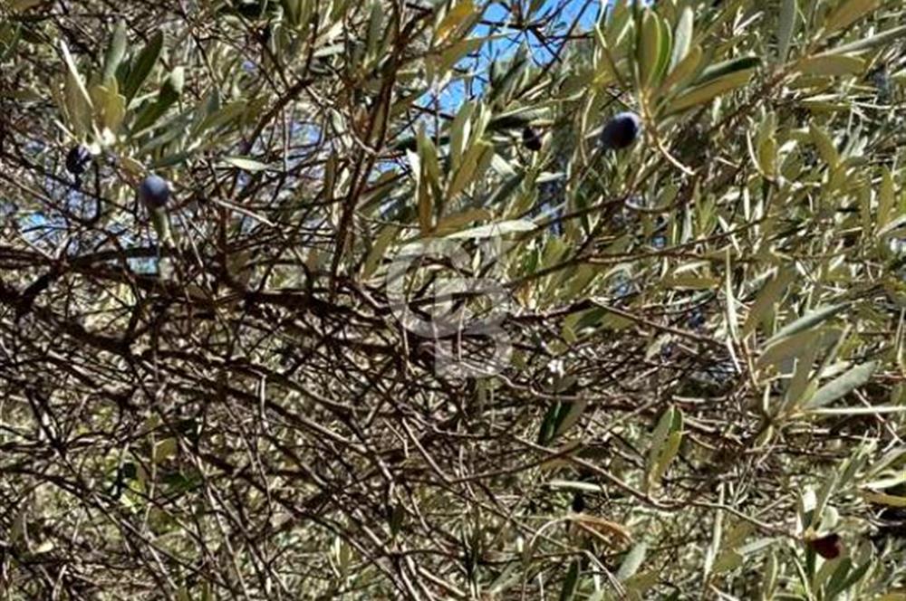 Karaburun Mordoğan Satılık Zeytinli Tarla