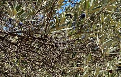 Karaburun Mordoğan Satılık Zeytinli Tarla