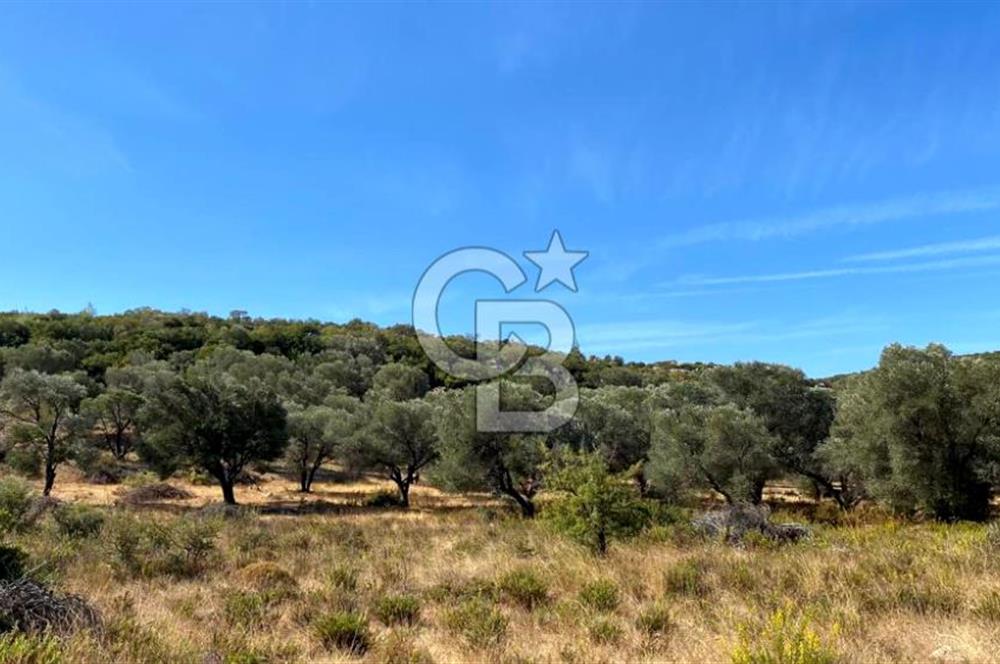 Karaburun Mordoğan Satılık Zeytinli Tarla