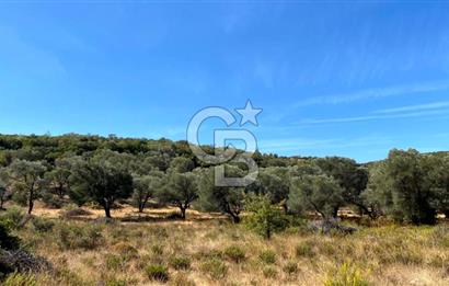 Karaburun Mordoğan Satılık Zeytinli Tarla