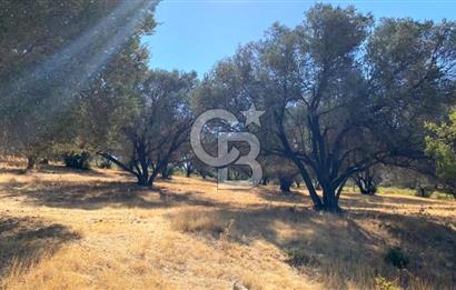 Karaburun Mordoğan Satılık Zeytinli Tarla