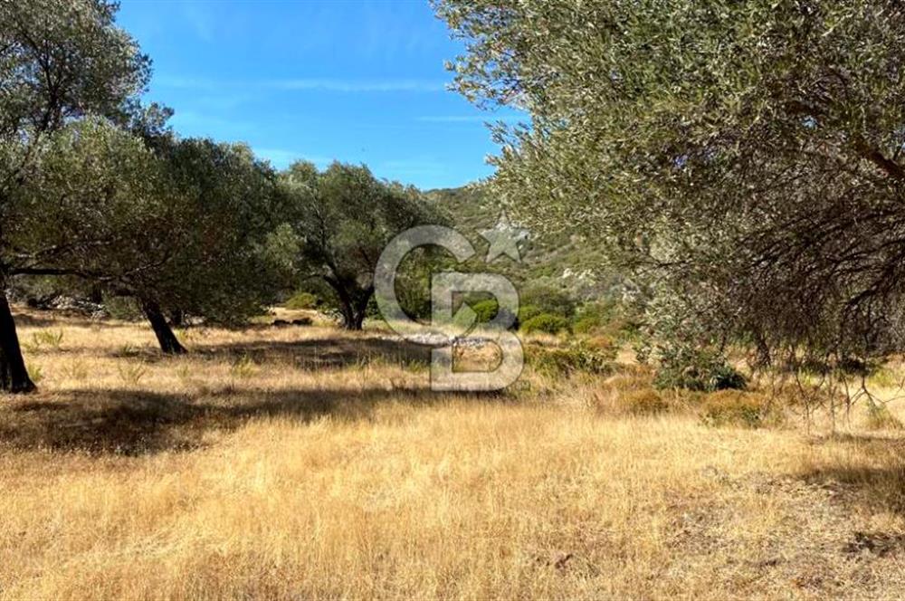 Karaburun Mordoğan Satılık Zeytinli Tarla