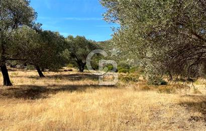 Karaburun Mordoğan Satılık Zeytinli Tarla