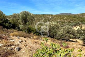 Karaburun Mordoğan Satılık Zeytinli Tarla - 4 - 316307