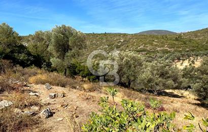 Karaburun Mordoğan Satılık Zeytinli Tarla