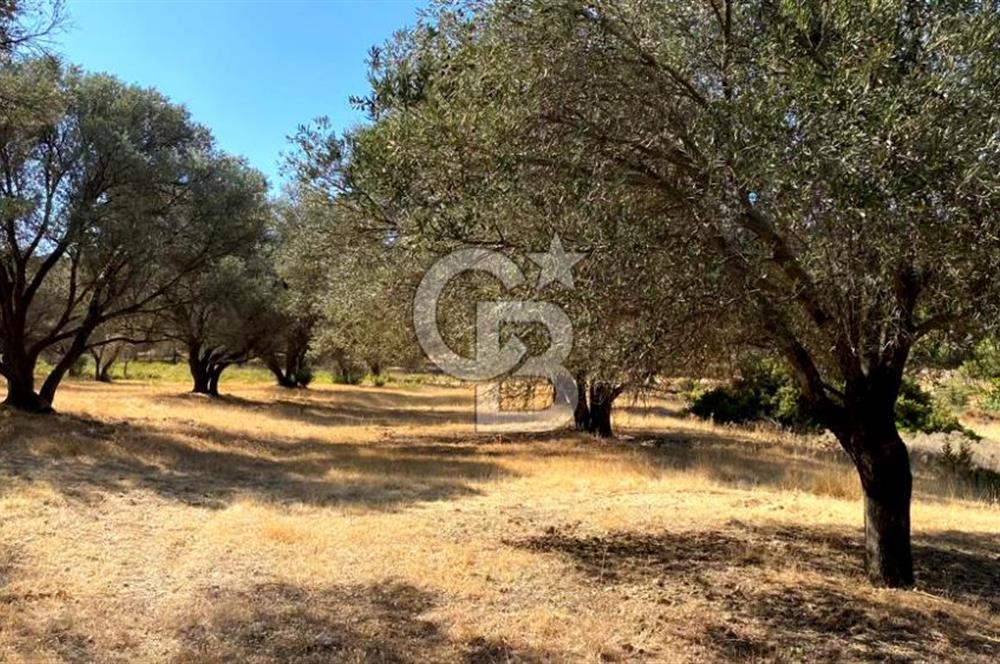 Karaburun Mordoğan Satılık Zeytinli Tarla