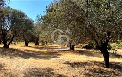 Karaburun Mordoğan Satılık Zeytinli Tarla