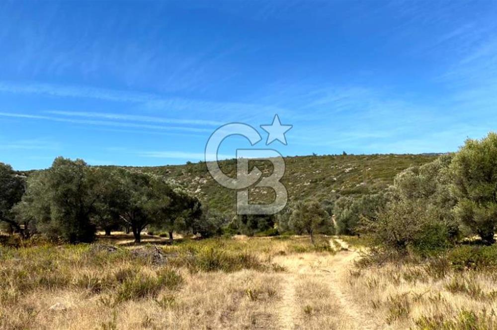 Karaburun Mordoğan Satılık Zeytinli Tarla