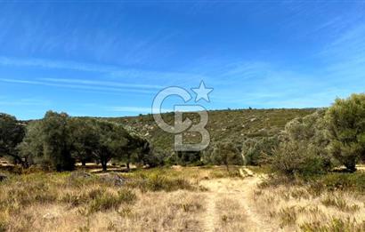 Karaburun Mordoğan Satılık Zeytinli Tarla