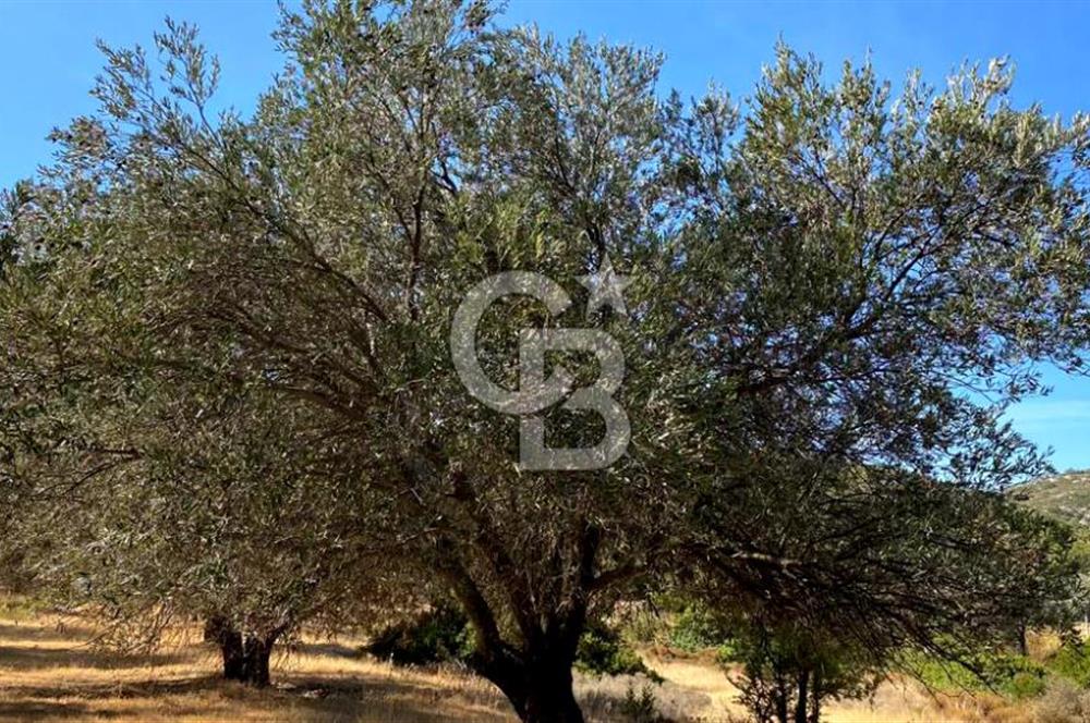 Karaburun Mordoğan Satılık Zeytinli Tarla