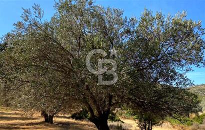Karaburun Mordoğan Satılık Zeytinli Tarla