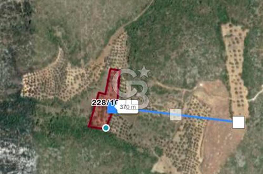 Karaburun Mordoğan Satılık Zeytinli Tarla