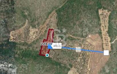 Karaburun Mordoğan Satılık Zeytinli Tarla