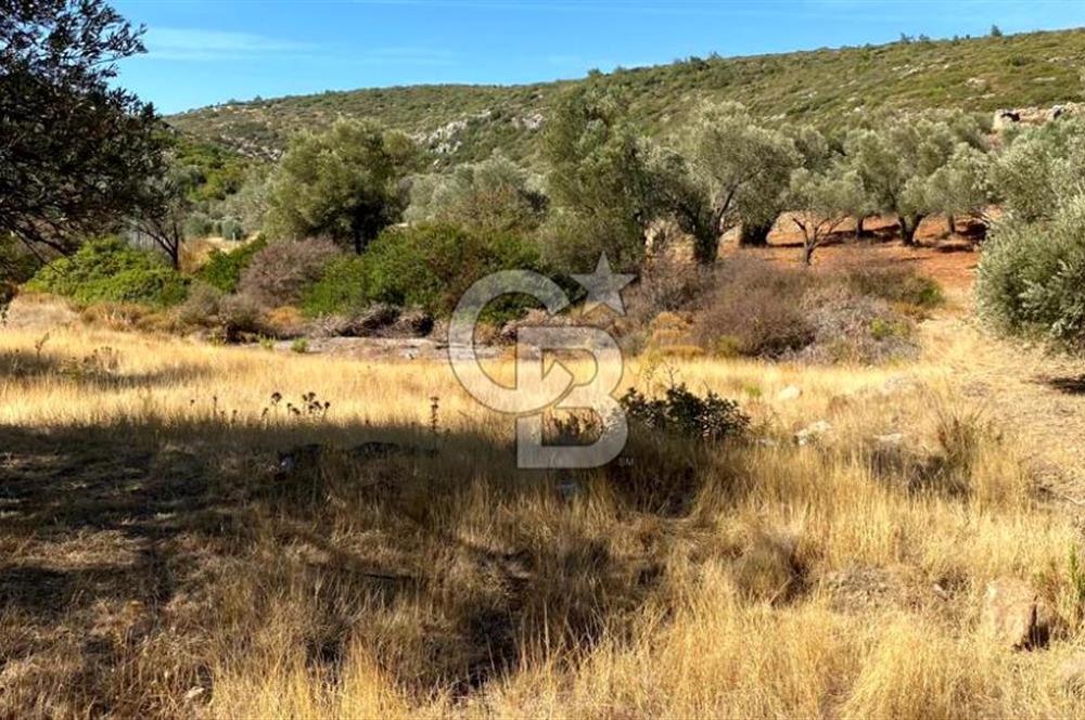 Karaburun Mordoğan Satılık Zeytinli Tarla