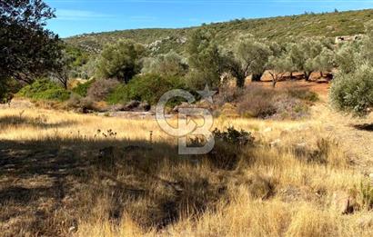 Karaburun Mordoğan Satılık Zeytinli Tarla