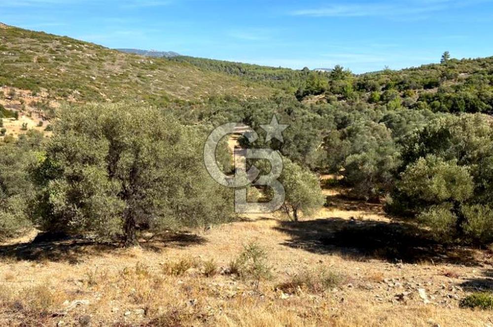 Karaburun Mordoğan Satılık Zeytinli Tarla